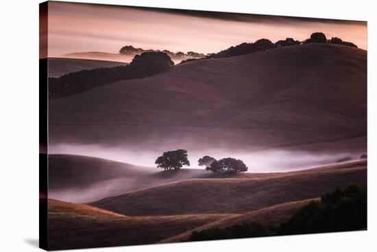 Mood and Mist and Morning Light, Petaluma Sonoma California-Vincent James-Stretched Canvas