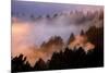 Mood, Light and Fog Mount Tamalpais, Marin County, San Francisco-Vincent James-Mounted Photographic Print