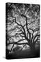 Mood Tree, Oak in Winter in Black and White, Sonoma Country, North California-Vincent James-Stretched Canvas