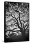 Mood Tree, Oak in Winter in Black and White, Sonoma Country, North California-Vincent James-Framed Stretched Canvas