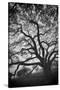 Mood Tree, Oak in Winter in Black and White, Sonoma Country, North California-Vincent James-Stretched Canvas