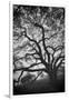 Mood Tree, Oak in Winter in Black and White, Sonoma Country, North California-Vincent James-Framed Photographic Print