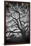 Mood Tree, Oak in Winter in Black and White, Sonoma Country, North California-Vincent James-Framed Photographic Print