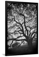 Mood Tree, Oak in Winter in Black and White, Sonoma Country, North California-Vincent James-Framed Photographic Print