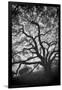 Mood Tree, Oak in Winter in Black and White, Sonoma Country, North California-Vincent James-Framed Photographic Print