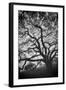 Mood Tree, Oak in Winter in Black and White, Sonoma Country, North California-Vincent James-Framed Premium Photographic Print