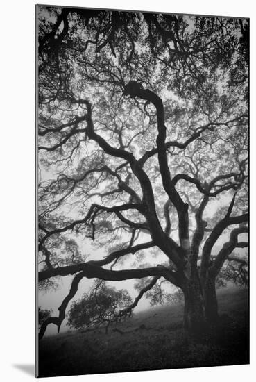 Mood Tree, Oak in Winter in Black and White, Sonoma Country, North California-Vincent James-Mounted Premium Photographic Print