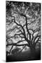 Mood Tree, Oak in Winter in Black and White, Sonoma Country, North California-Vincent James-Mounted Premium Photographic Print