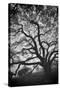 Mood Tree, Oak in Winter in Black and White, Sonoma Country, North California-Vincent James-Stretched Canvas