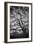 Mood Tree, Oak in Winter in Black and White, Sonoma Country, North California-Vincent James-Framed Photographic Print