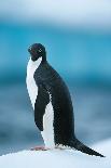 Antarctica, Scotia Sea, Iceberg in Water-moodboard-Photographic Print