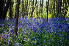 Purple Wildflowers in Forest-moodboard-Photographic Print