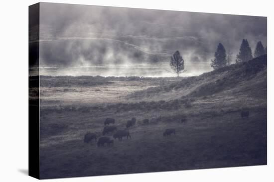 Moody Bison Landscape, Yellowstone-Vincent James-Stretched Canvas