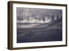 Moody Bison Landscape, Yellowstone-Vincent James-Framed Photographic Print