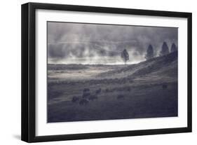 Moody Bison Landscape, Yellowstone-Vincent James-Framed Photographic Print