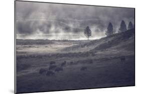 Moody Bison Landscape, Yellowstone-Vincent James-Mounted Photographic Print