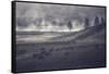 Moody Bison Landscape, Yellowstone-Vincent James-Framed Stretched Canvas
