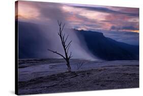 Moody Hot Springs Sunset Tree, Mammoth Hot Springs, Yellowstone-Vincent James-Stretched Canvas