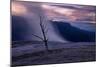 Moody Hot Springs Sunset Tree, Mammoth Hot Springs, Yellowstone-Vincent James-Mounted Photographic Print