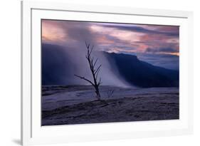 Moody Hot Springs Sunset Tree, Mammoth Hot Springs, Yellowstone-Vincent James-Framed Photographic Print