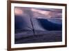 Moody Hot Springs Sunset Tree, Mammoth Hot Springs, Yellowstone-Vincent James-Framed Photographic Print