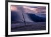 Moody Hot Springs Sunset Tree, Mammoth Hot Springs, Yellowstone-Vincent James-Framed Photographic Print