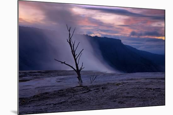 Moody Hot Springs Sunset Tree, Mammoth Hot Springs, Yellowstone-Vincent James-Mounted Photographic Print