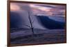 Moody Hot Springs Sunset Tree, Mammoth Hot Springs, Yellowstone-Vincent James-Framed Photographic Print