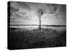 Moody Marsh Tree in Black and White, Central California-null-Stretched Canvas