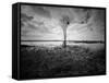 Moody Marsh Tree in Black and White, Central California-null-Framed Stretched Canvas
