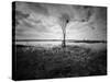 Moody Marsh Tree in Black and White, Central California-null-Stretched Canvas