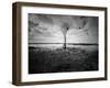 Moody Marsh Tree in Black and White, Central California-null-Framed Photographic Print