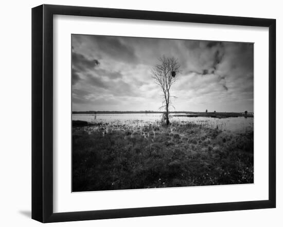 Moody Marsh Tree in Black and White, Central California-null-Framed Photographic Print