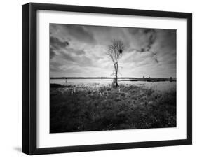 Moody Marsh Tree in Black and White, Central California-null-Framed Photographic Print