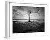 Moody Marsh Tree in Black and White, Central California-null-Framed Photographic Print