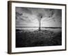 Moody Marsh Tree in Black and White, Central California-null-Framed Photographic Print