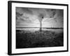 Moody Marsh Tree in Black and White, Central California-null-Framed Photographic Print