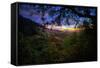 Moody Summer Wonderland at Sunrise Oakland Hills California-Vincent James-Framed Stretched Canvas