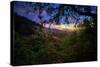 Moody Summer Wonderland at Sunrise Oakland Hills California-Vincent James-Stretched Canvas