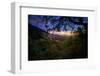 Moody Summer Wonderland at Sunrise Oakland Hills California-Vincent James-Framed Photographic Print