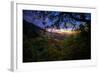 Moody Summer Wonderland at Sunrise Oakland Hills California-Vincent James-Framed Photographic Print