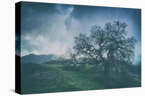 Moody Tree Landscape, Mount Diablo-Vincent James-Stretched Canvas