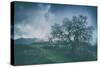 Moody Tree Landscape, Mount Diablo-Vincent James-Stretched Canvas