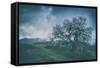 Moody Tree Landscape, Mount Diablo-Vincent James-Framed Stretched Canvas