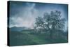 Moody Tree Landscape, Mount Diablo-Vincent James-Stretched Canvas