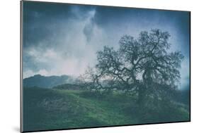 Moody Tree Landscape, Mount Diablo-Vincent James-Mounted Photographic Print