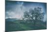 Moody Tree Landscape, Mount Diablo-Vincent James-Mounted Photographic Print