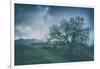 Moody Tree Landscape, Mount Diablo-Vincent James-Framed Photographic Print