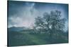 Moody Tree Landscape, Mount Diablo-Vincent James-Stretched Canvas