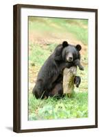 Moon Bear-Lantern Press-Framed Art Print